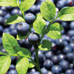 Bilberry and Its Health Benefits As A Superfood 